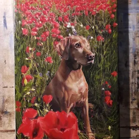 Fehér Hintó Affittacamere