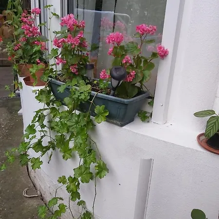 Fehér Hintó Affittacamere