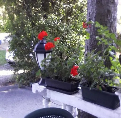 Feher Hinto 미슈콜츠